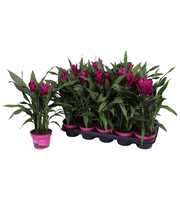 Curcuma Siam Sublime 12 cm