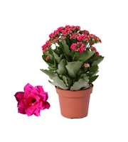 Kalanchoe Rosalina 12cm Don Victorio paars, Zonder