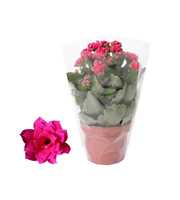 Kalanchoe Rosalina 12cm Don Victorio paars, Blanco