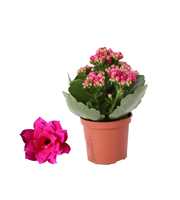 Kalanchoe Rosalina 07cm Don Victorio paars, Zonder