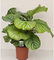 Calathea orbifolia