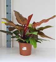 Philodendron prince of orange