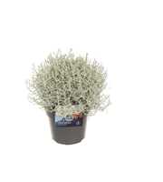 Leucophyta brownii Challenge