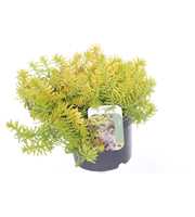 Sedum reflexum Angelina
