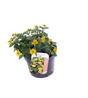 Sanvitalia procumbens