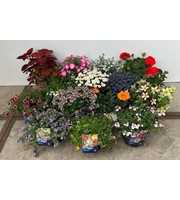 Perkplanten mix- laag