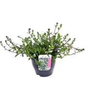 Scaevola aemula mix in pot