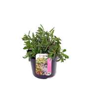Sedum spurium Tricolor