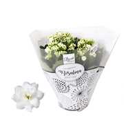 Kalanchoe Rosalina 15cm TST Don Dione, Witte hoes