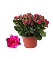 Kalanchoe Rosalina 15cm Don Victorio paars, Zonder