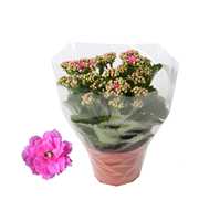 Kalanchoe Rosalina 15cm Don Nando roze, Blanco hoe