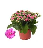 Kalanchoe Rosalina 15cm Don Nando roze, Zonder hoe