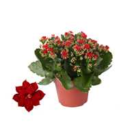 Kalanchoe Rosalina 15cm Don Justino rood, Zonder h