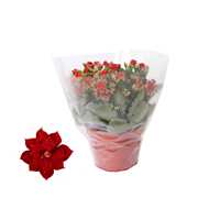 Kalanchoe Rosalina 15cm Don Justino rood, Blanco h