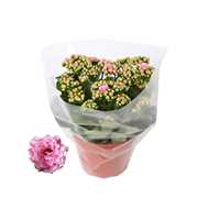 Kalanchoe Rosalina 15cm Don Alano wit/roze, Blanco