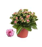 Kalanchoe Rosalina 15cm Don Alano wit/roze, Zonder