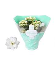 Kalanchoe Rosalina 15cm TST Don Dione, Groene hoes