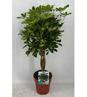 Schefflera Gold Capella gevlochten stam