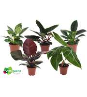 Philodendron mix 12cm