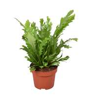 Asplenium Campio