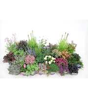 Vaste planten mixlaag