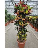 Codiaeum Iceton (Croton Iceton)