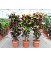 Codiaeum mix (Croton mix)