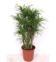 Dracaena Anita