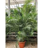 Dypsis lutescens (Areca)