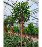 Ficus Australis