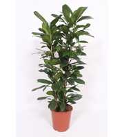 Ficus Cyathistipula 2pp