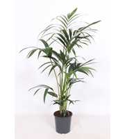 Howea forsteriana 5 per pot