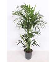 Howea forsteriana 6 per pot