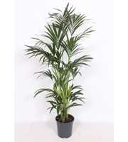 Howea forsteriana 10 per pot