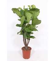 Ficus lyrata