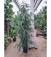 Ficus Alii piramide 240