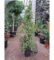 Ficus Benjamina Golden King piramide 230