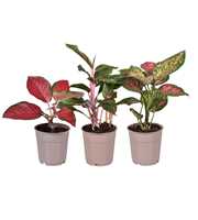 Aglaonema A2