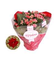 Kalanchoe Rosalina 15cm TST rood met glitter