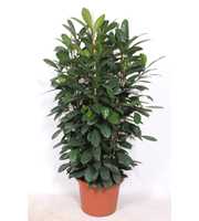 Ficus Cyathistipula 4pp