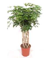 Schefflera arboricola 'Compacta'