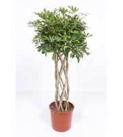 Schefflera arboricola 'Compacta'