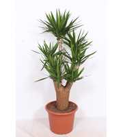 Yucca elephantipes