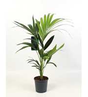 Kentia-Howea Forsteriana, 3 stek p/pot