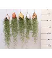 Tillandsia Penca Kerst mix