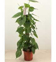 Philodendron scandens Kratiste 80 klimstok