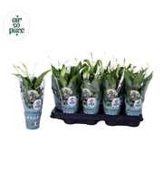 Air So Pure - Spathiphyllum Pearl Cupido 7cm