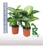 Dieffenbachia Tropic Snow