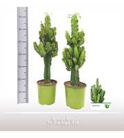 Euphorbia ingens