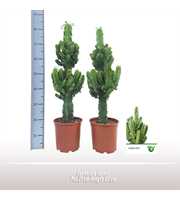 Euphorbia ingens